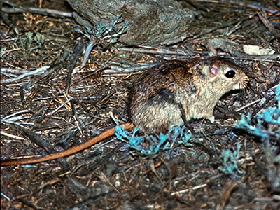 Meriones libycus, Libyan Jird